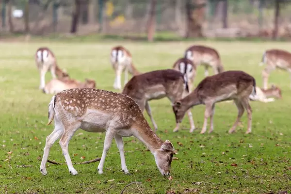 Rehherde im Lindenthaler Tierpark