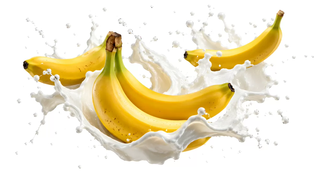 Reife Bananen mit Milchspritzer auf weißem Hintergrund