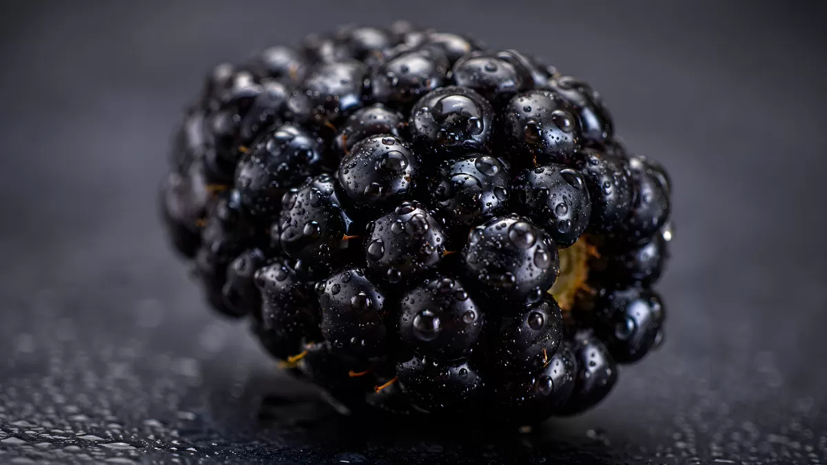 Reife Brombeere mit Wassertropfen auf dunklem Untergrund