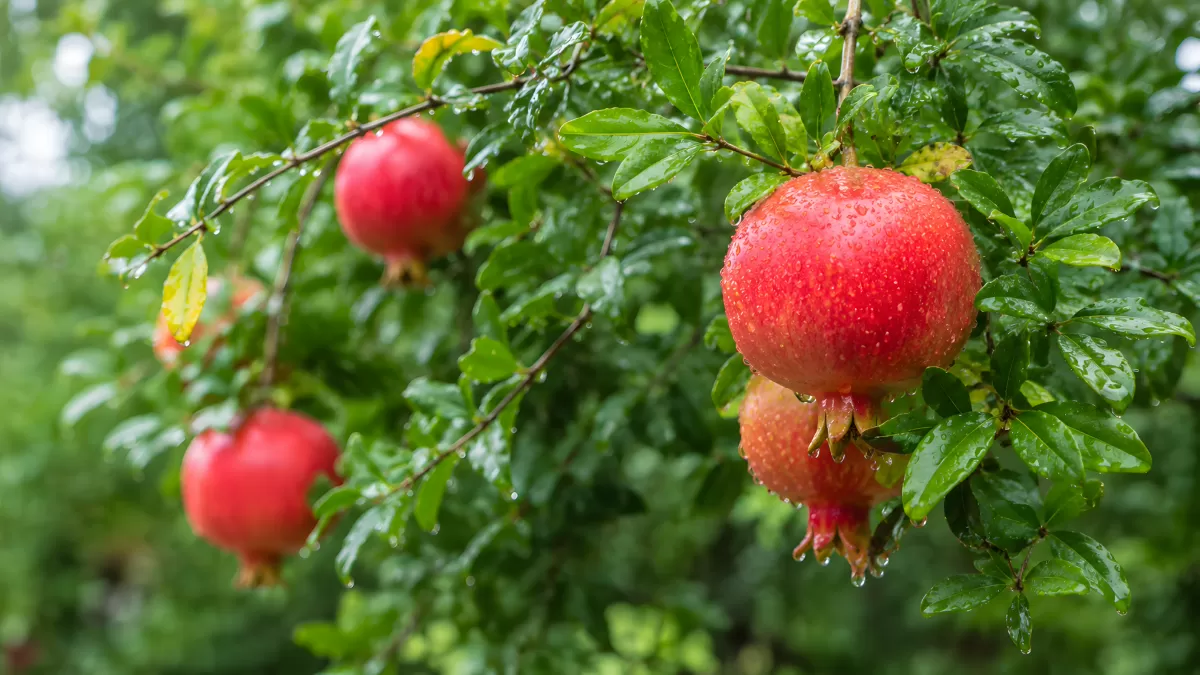 Reife Granatäpfel hängen im Regen am Strauch