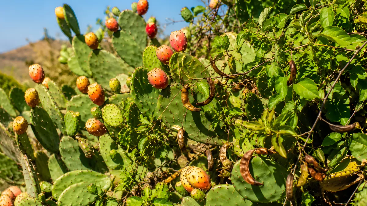 Reife Kaktusfeigen an einem Opuntia-Kaktus im Freien