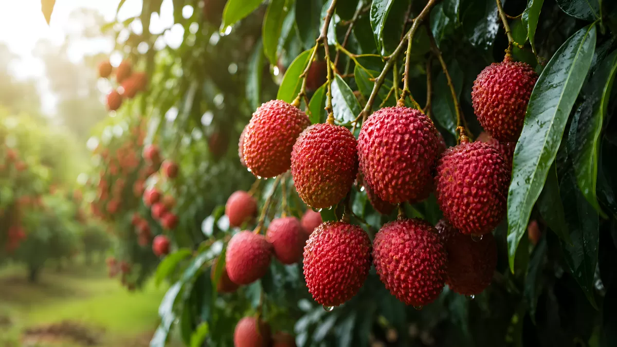 Reife Lychee-Früchte hängen an einem Baum im Obstgarten
