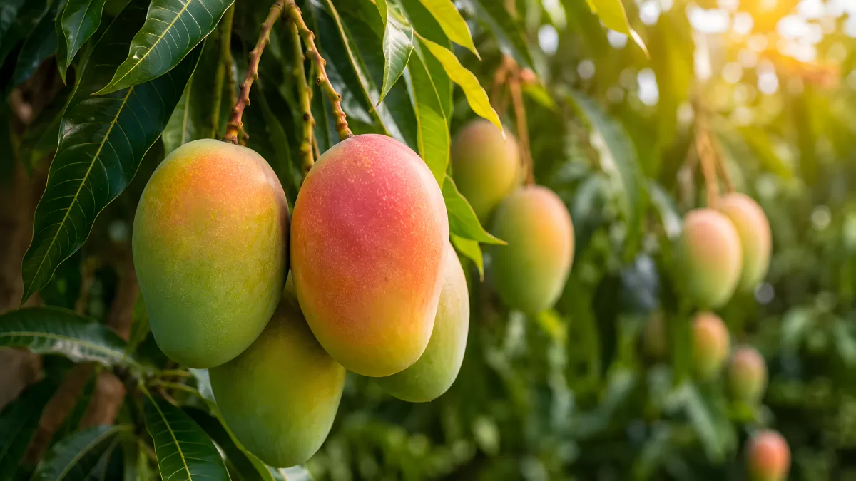 Reife Mangos hängen an einem tropischen Mangobaum