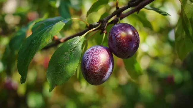 Reife Pflaumen am Baum - leckere Fruchternte