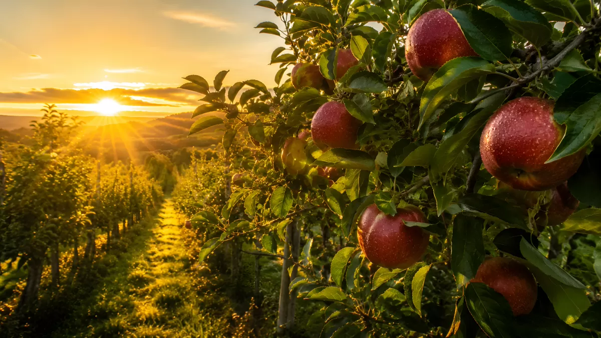 Reife rote Äpfel im Obstgarten bei Sonnenuntergang