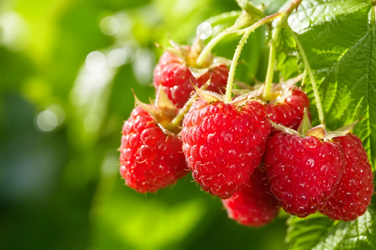 Reife rote Himbeeren am Strauch im Sonnenlicht