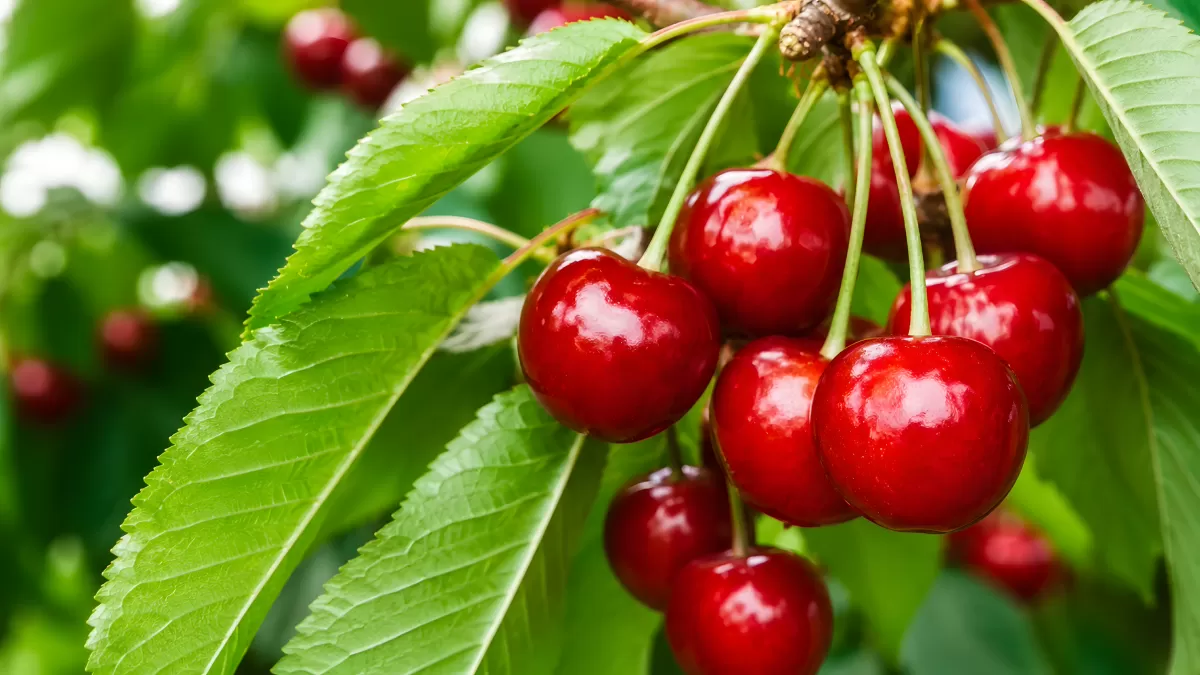 Reife rote Kirschen hängen am Zweig im Sommer