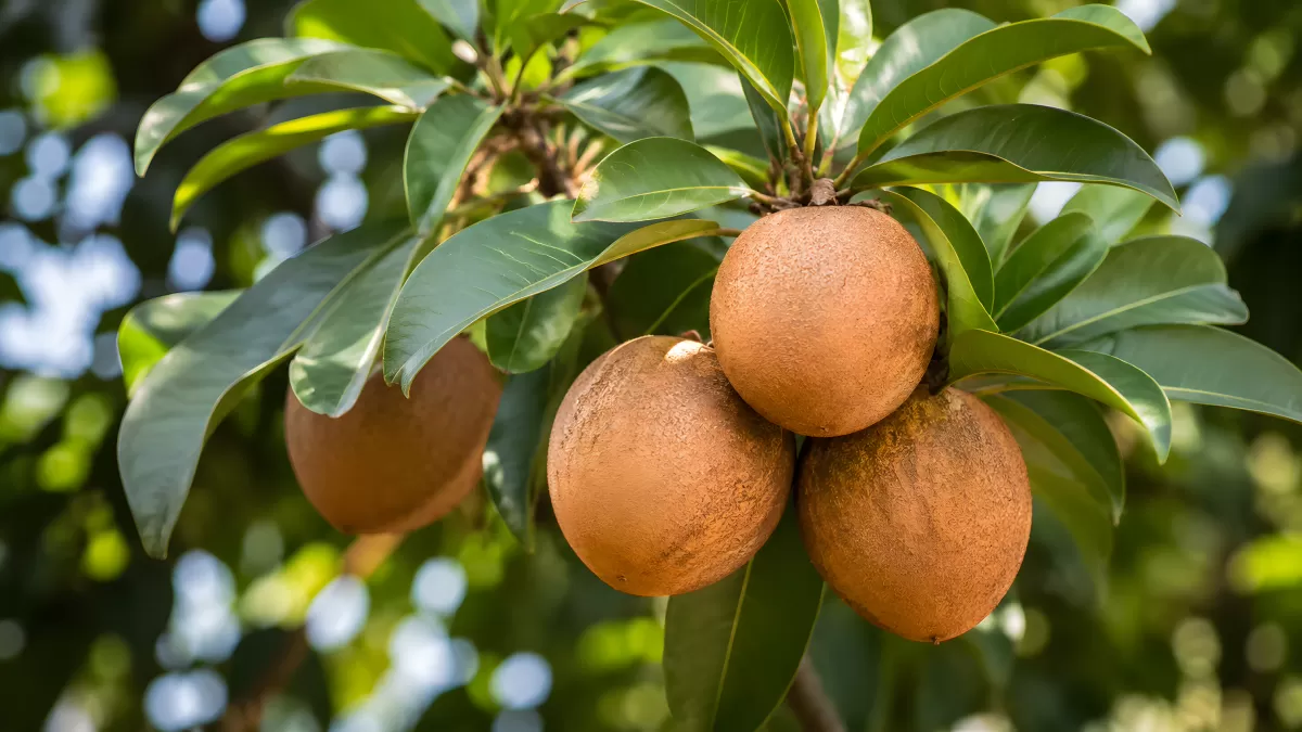 Reife Sapodilla-Früchte hängen am Baum im Sonnenlicht