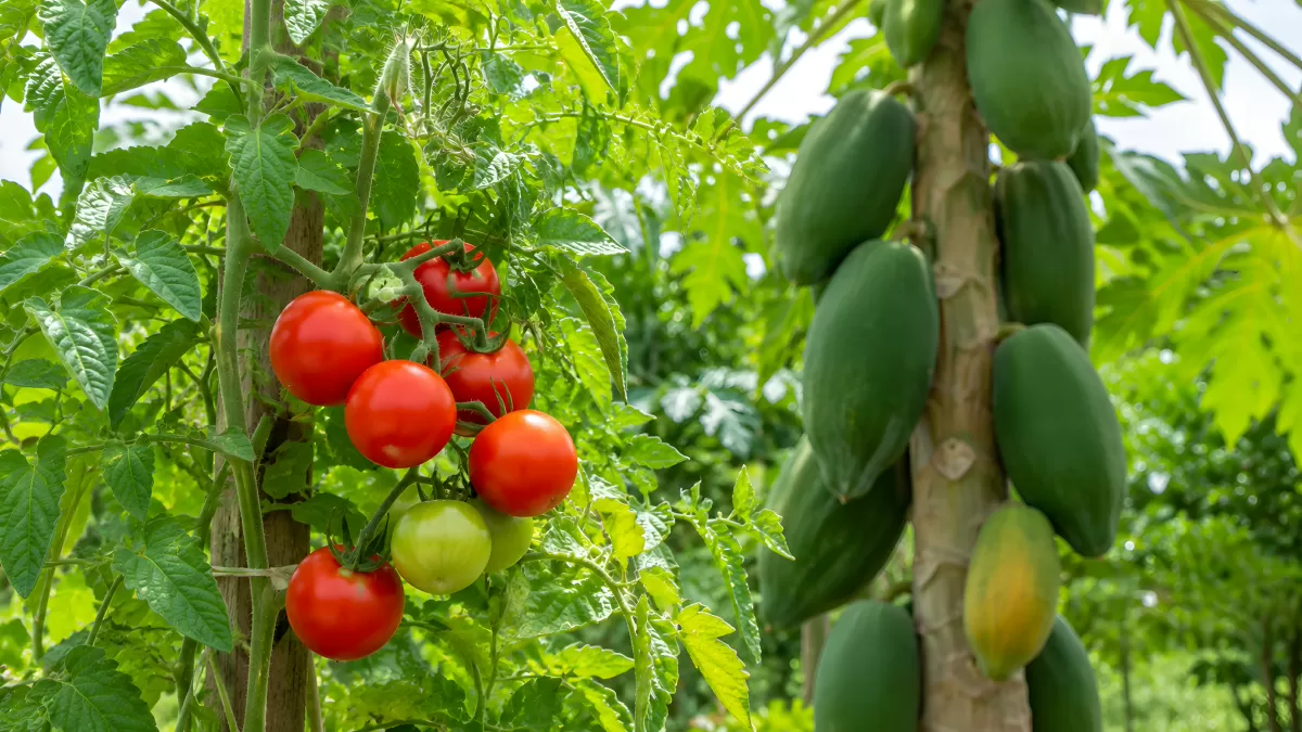 Reife Tomaten und grüne Papayas im Garten
