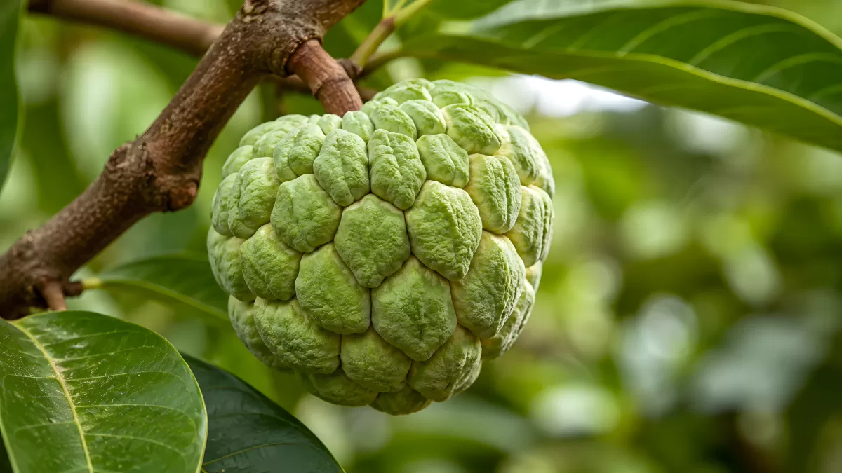 Reife Zimtapfel-Frucht hängt am Baum im Grünen