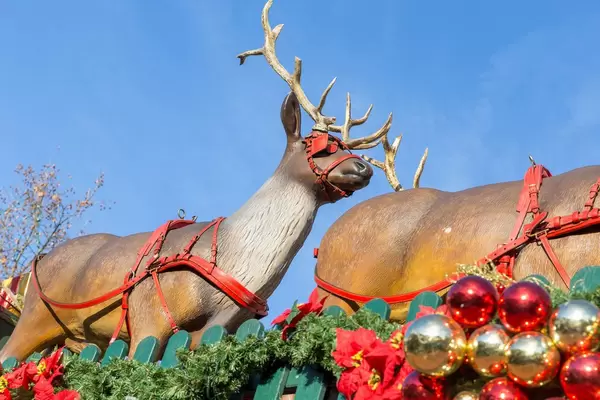 Rentiere mit rotem Schlittengeschirr vor weihnachtlichem Zaun am Rudolfplatz in Köln
