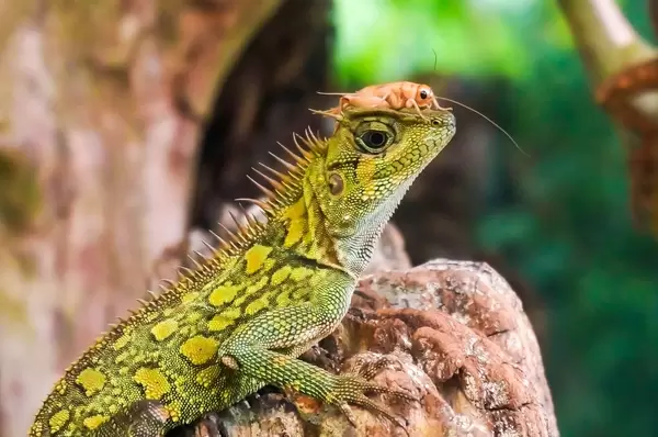 Reptile und Grashüpfer. Freundschaft