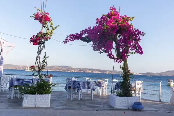 Restaurant mit typischen blau-weißen Tischdecken und Bougainvillea Pflanzen an der Küste auf Milos