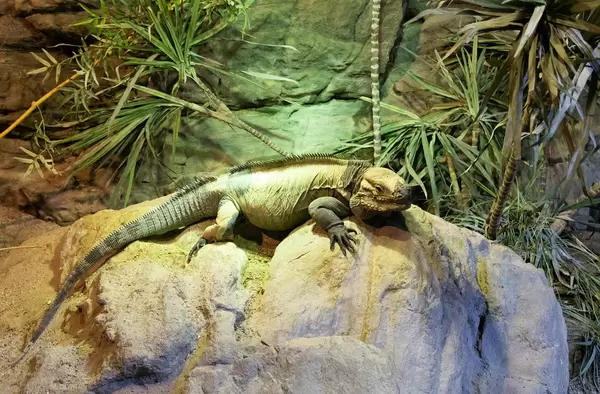 Rhinoceros Iguana in Tropicarium Budapest