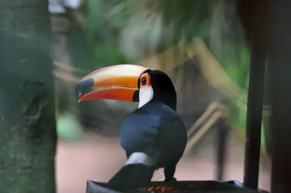 Riesentukan im Vogelpark Parque das Aves in Brasilen