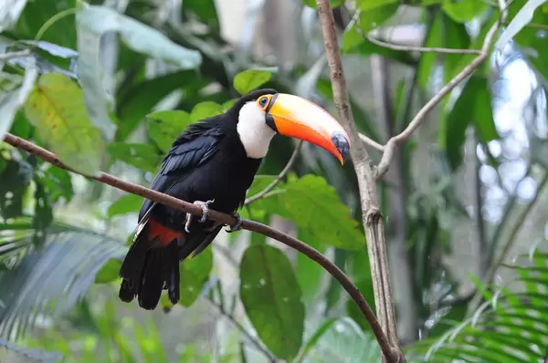 Riesentukan in Brasilien