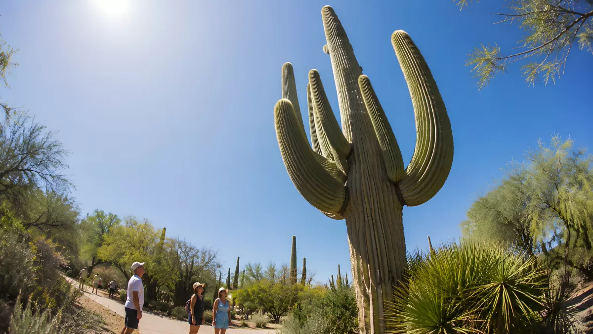 Riesiger Saguaro-Kaktus im Sonnenschein der Sonora-Wüste