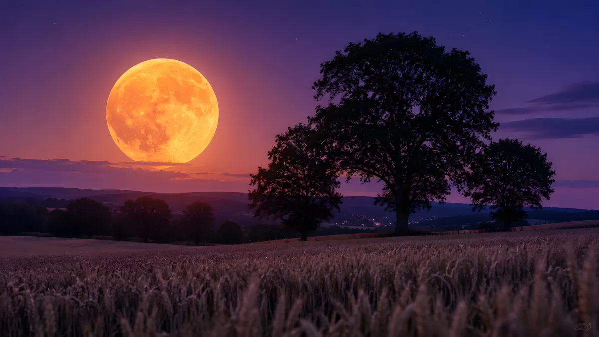 Riesiger Erdbeermond über Weizenfeld mit Baumsilhouette