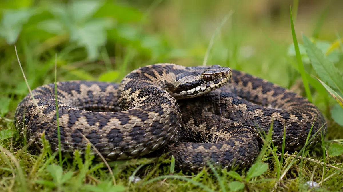 Ringelnatter zusammengerollt im grünen Gras