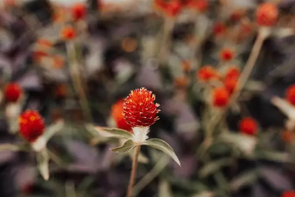 Rio Grande Amaranth, scharlachrote Gomphrena