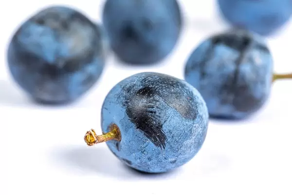 Ripe autumn blackthorn berries on white