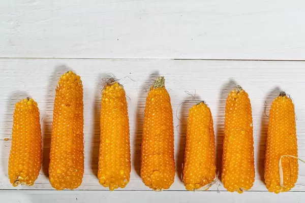 Ripe corn on wooden background