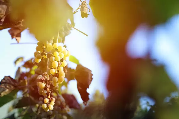 Ripe grapes in the vineyard, autumn crop (Flip 2019)
