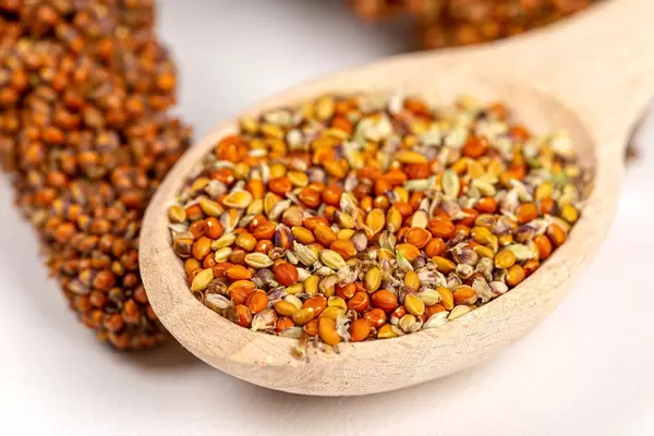 Ripe millet seed on wooden spoon, close up