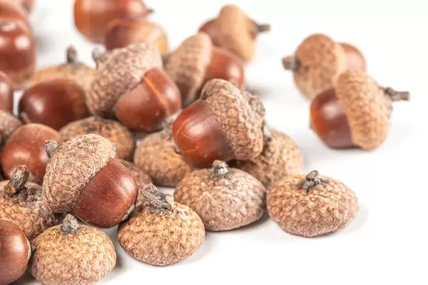 Ripe oak acorns with caps on white
