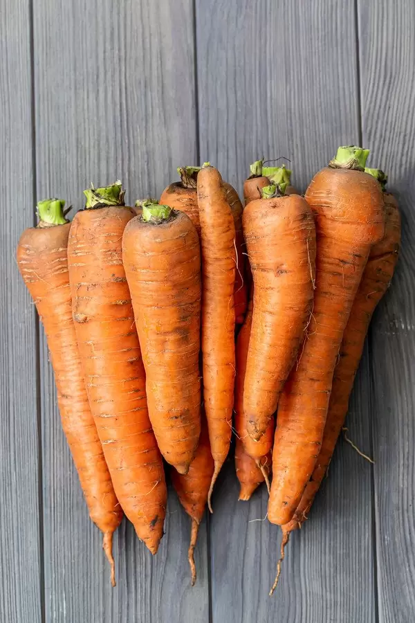 Ripe orange carrot on gray wooden background