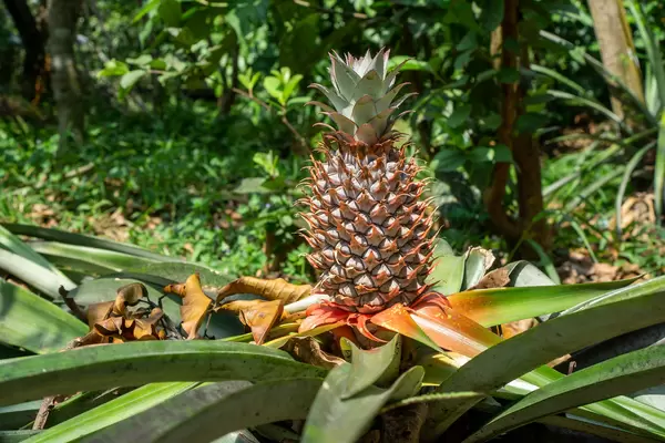 Ripe Pineapple on a Pineapple Plant ready to harvest at a Fruits Plantation in the Mekong Delta, Vietnam