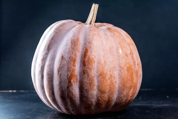 Ripe pumpkin on black background