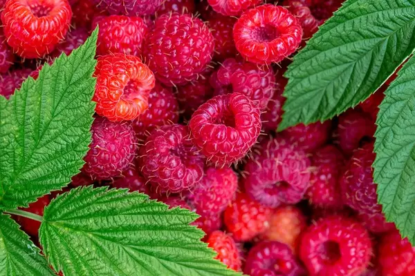 Ripe raspberry with green leaves