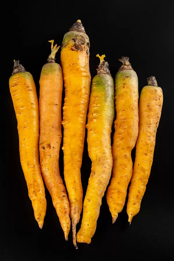 Ripe raw yellow carrots on dark background