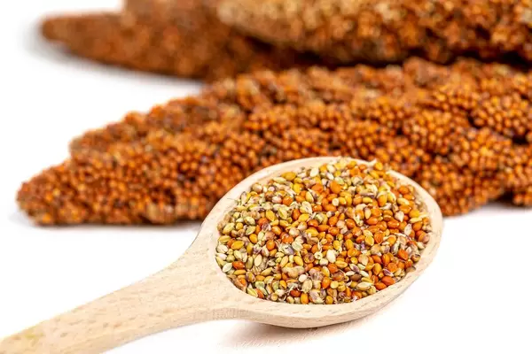 Ripe red millet seed on wooden spoon