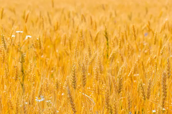 Ripe wheat ears in the field