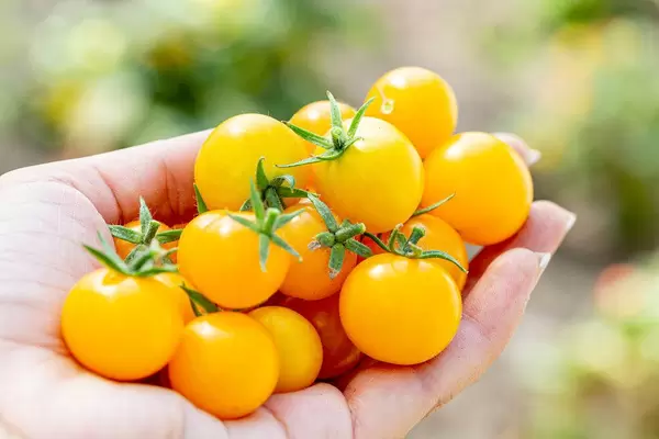 Ripe yellow tomatoes in the women's hand