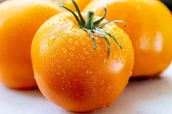 Ripe yellow tomatoes with water drops (Flip 2019) (Flip 2019)