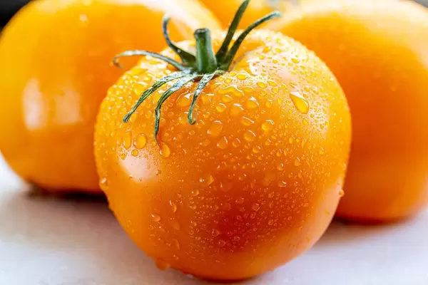 Ripe yellow tomatoes with water drops