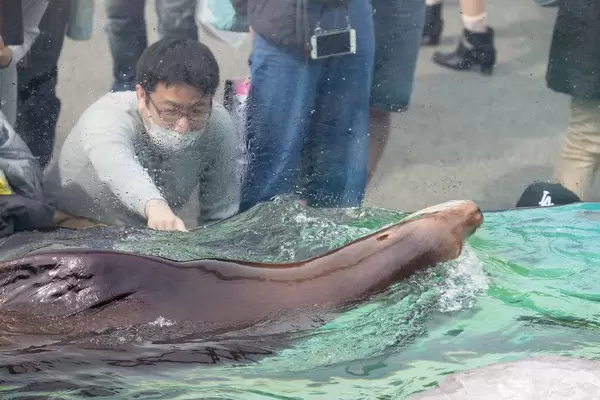 Robbe im Zoo Ueno, Tokyo