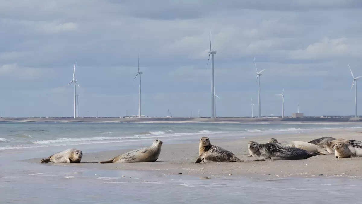 Robben am Sandstrand mit Windrädern im Hintergrund