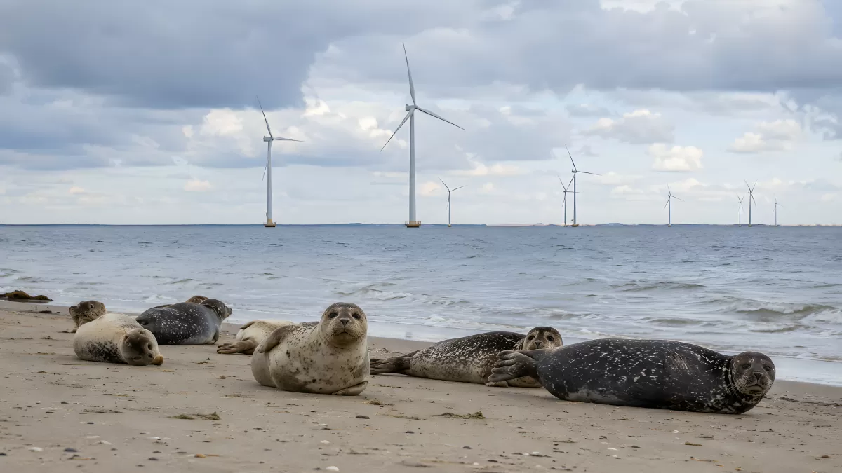 Robben am Strand vor Offshore-Windpark im Meer