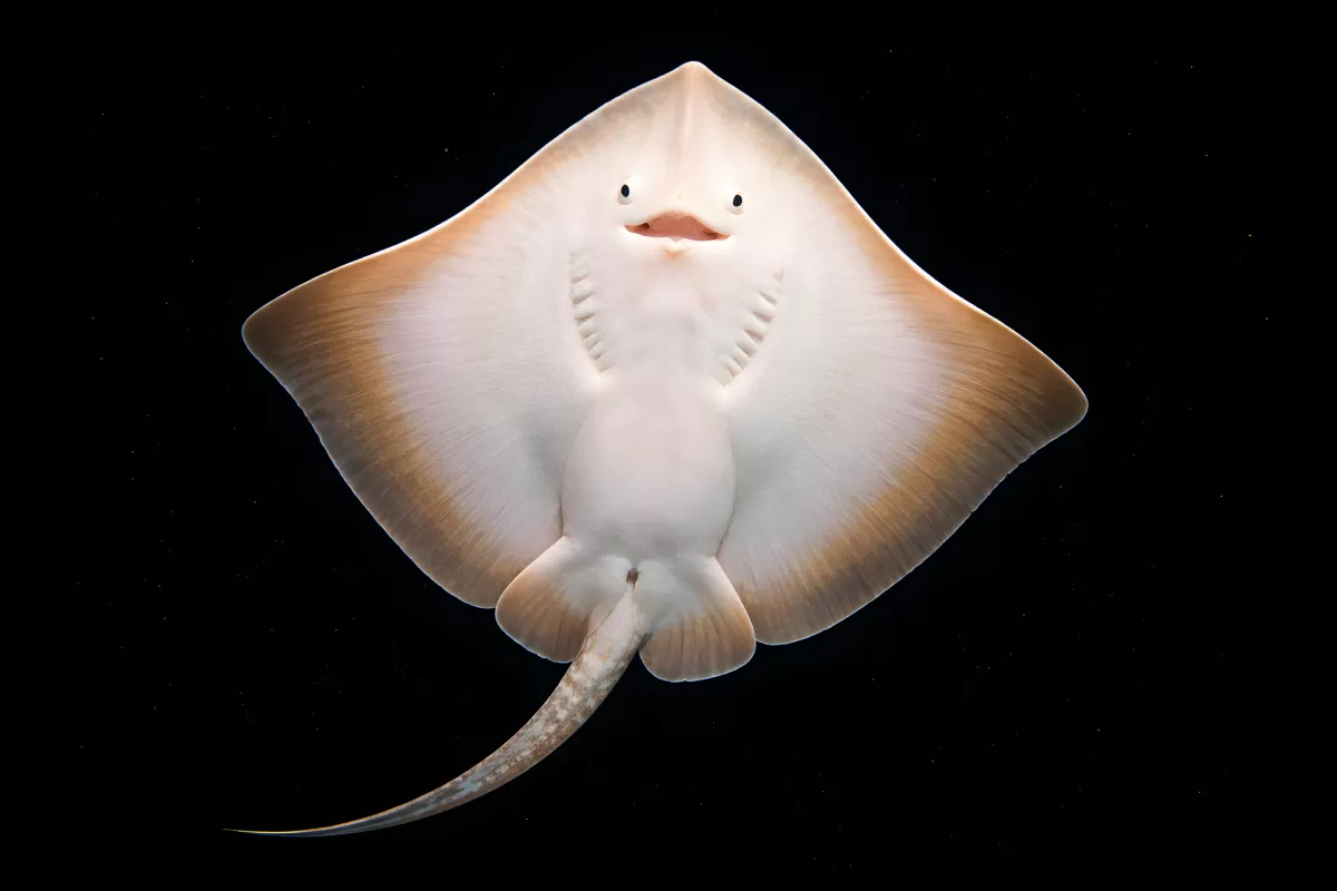 Rochen von unten fotografiert mit strahlendem Lächeln