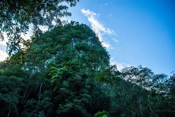 Rocky Mountain with a Dense Forest