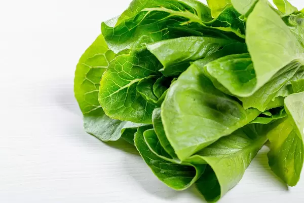 Romaine lettuce leaves closeup