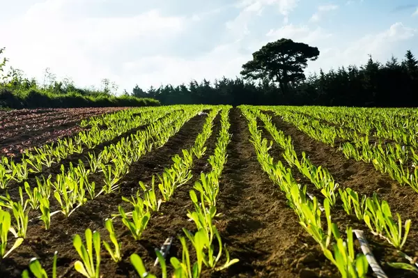 Roman lettuce plantation