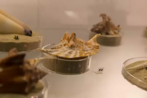 Rooster-tailed conch