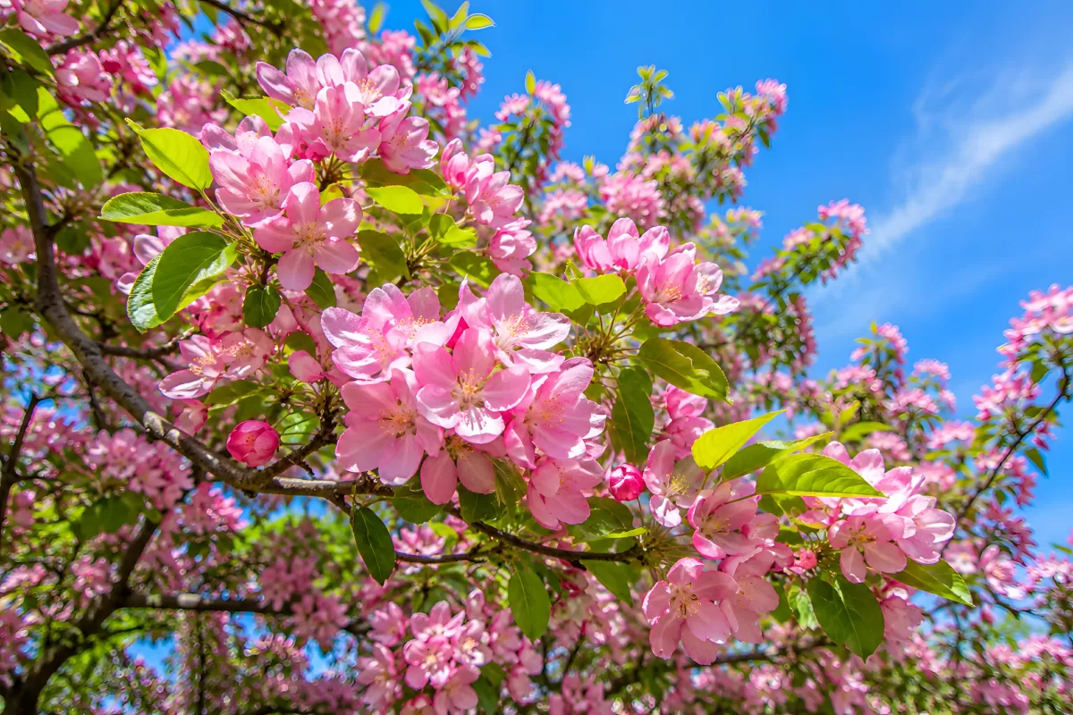 Rosa Blüten eines Zierapfelbaums vor blauem Himmel