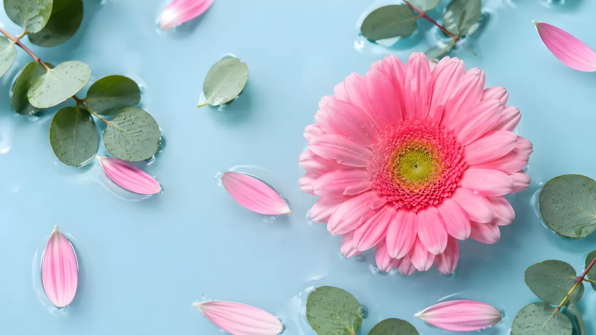 Rosa Gerbera schwimmt auf hellblauem Wasser mit Blättern