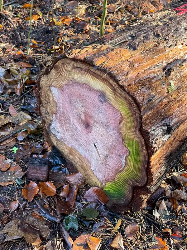 Rosa, grüner und brauner Stammschnitt mit zahlreichen Ringen zur Angabe der Jahre